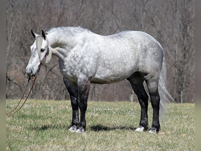 Percherón Caballo castrado 12 años 163 cm Tordo in Mt. Vernon, KY