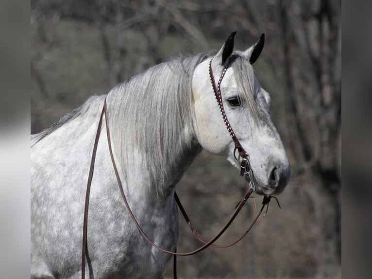 Percherón Caballo castrado 12 años 163 cm Tordo in Mt. Vernon, KY