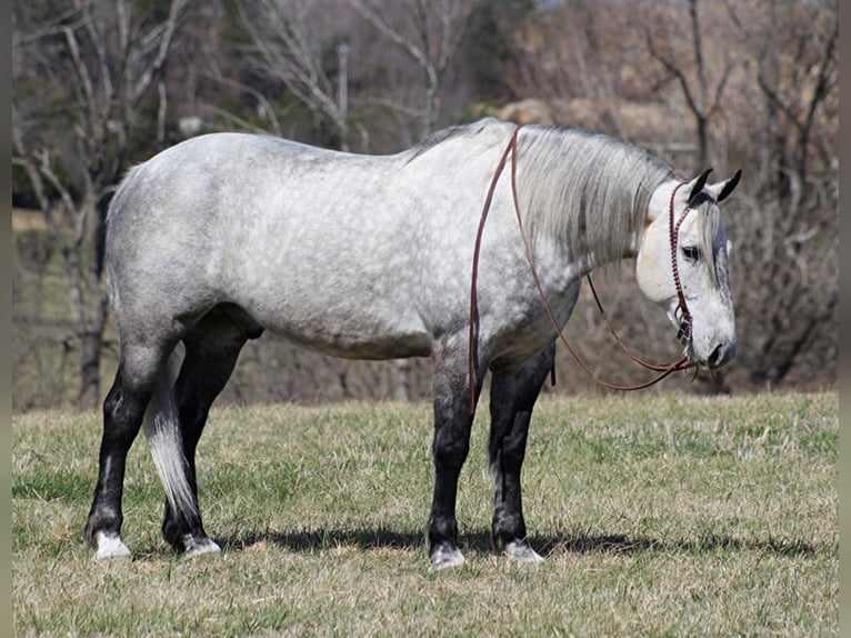 Percherón Caballo castrado 12 años 163 cm Tordo in Mt. Vernon, KY