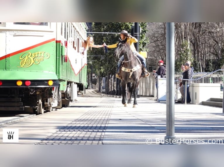 Percherón Caballo castrado 12 años 165 cm Ruano azulado in Weatherford TX