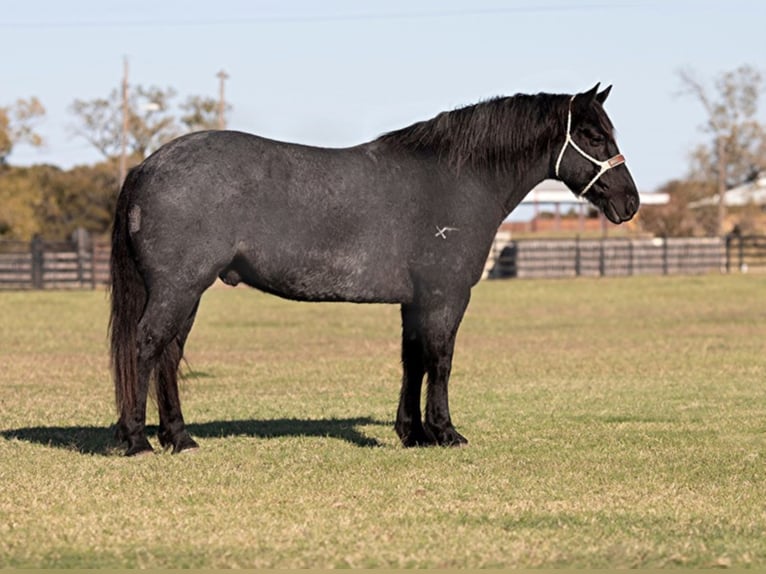 Percherón Caballo castrado 12 años 165 cm Ruano azulado in Weatherford TX