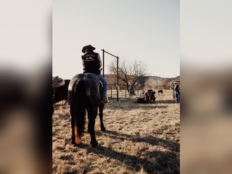 Percherón Caballo castrado 12 años 165 cm Ruano azulado in Weatherford TX