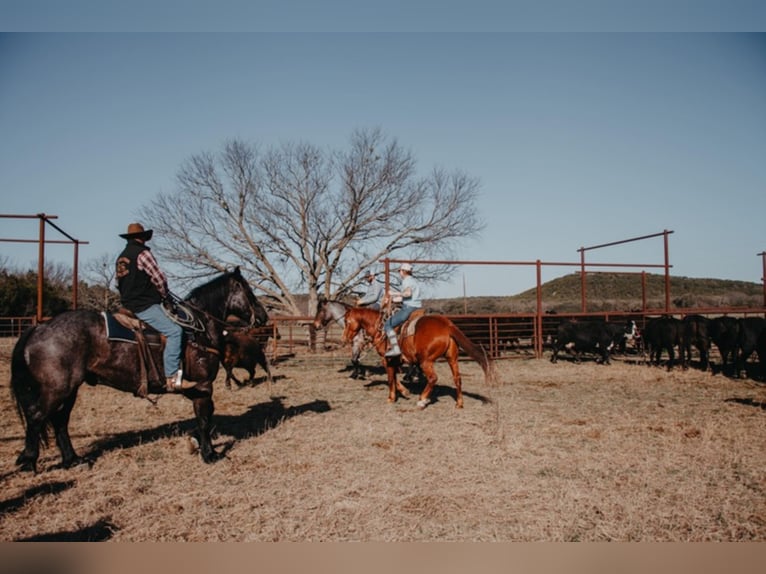 Percherón Caballo castrado 12 años 165 cm Ruano azulado in Weatherford TX