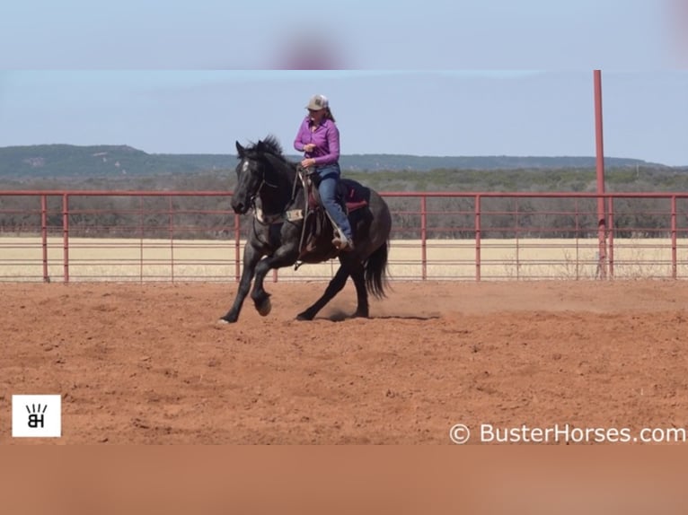 Percherón Caballo castrado 12 años 165 cm Ruano azulado in Weatherford TX