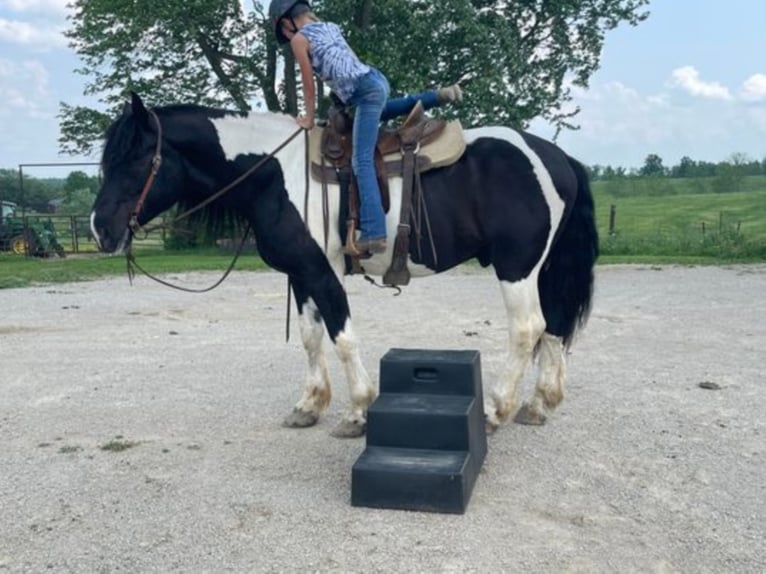 Percherón Caballo castrado 12 años 175 cm Tobiano-todas las-capas in Maysville KY