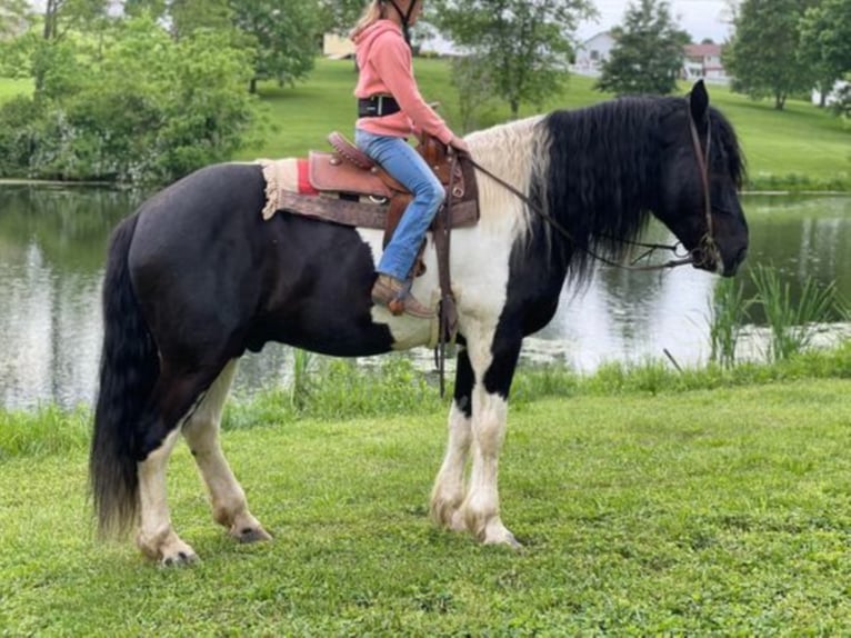 Percherón Caballo castrado 12 años 175 cm Tobiano-todas las-capas in Maysville KY