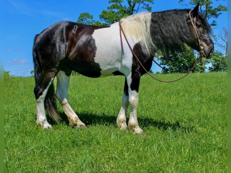 Percherón Caballo castrado 12 años 175 cm Tobiano-todas las-capas in Maysville KY