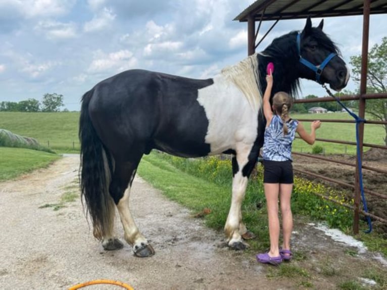 Percherón Caballo castrado 12 años 175 cm Tobiano-todas las-capas in Maysville KY