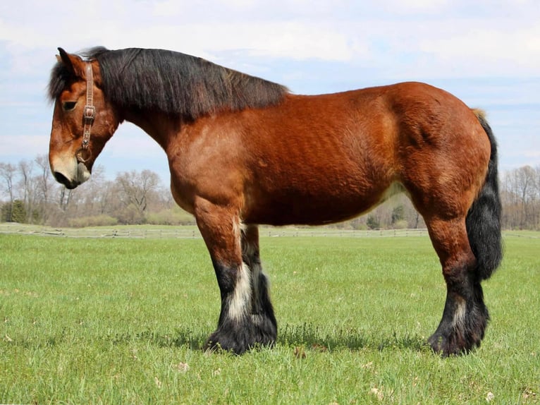 Percherón Caballo castrado 12 años 178 cm Castaño rojizo in Highland MI