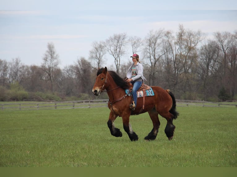 Percherón Caballo castrado 12 años 178 cm Castaño rojizo in Highland MI