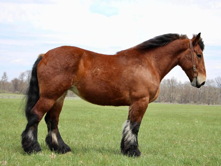 Percherón Caballo castrado 12 años 178 cm Castaño rojizo in Highland MI