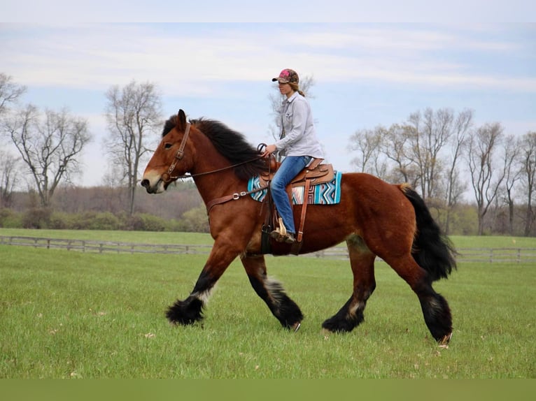 Percherón Caballo castrado 12 años 178 cm Castaño rojizo in Highland MI