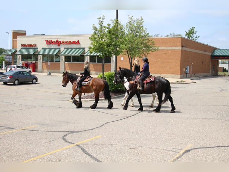 Percherón Caballo castrado 12 años 178 cm Castaño rojizo in Highland MI