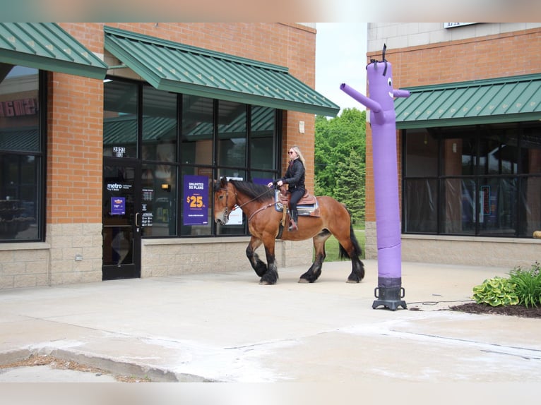 Percherón Caballo castrado 12 años 178 cm Castaño rojizo in Highland MI