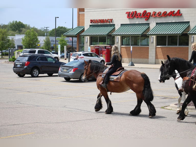 Percherón Caballo castrado 12 años 178 cm Castaño rojizo in Highland MI