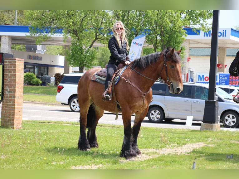 Percherón Caballo castrado 12 años 178 cm Castaño rojizo in Highland MI