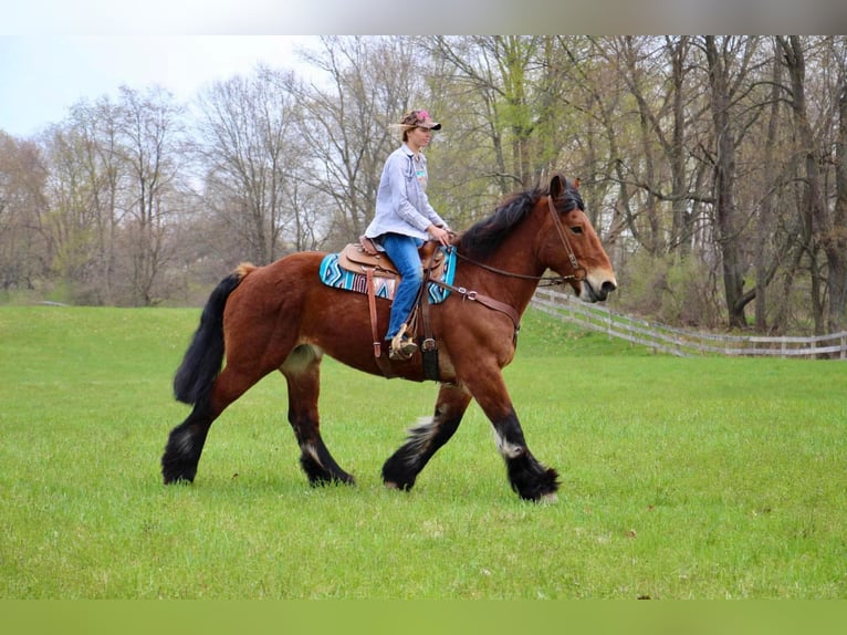 Percherón Caballo castrado 12 años 178 cm Castaño rojizo in Highland MI