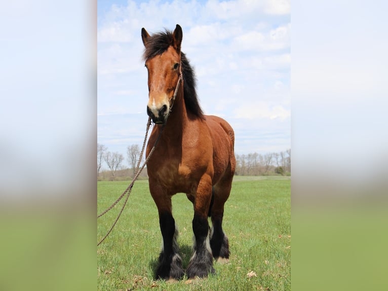 Percherón Caballo castrado 12 años 178 cm Castaño rojizo in Highland MI