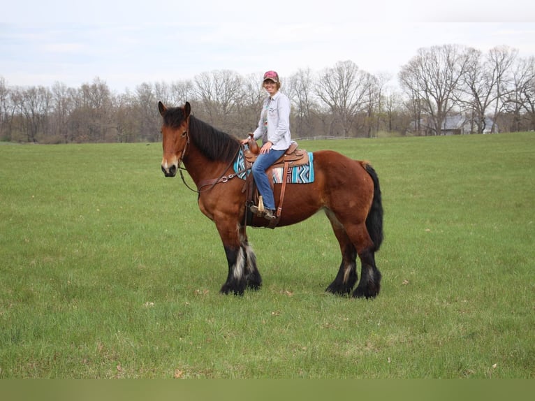 Percherón Caballo castrado 12 años 178 cm Castaño rojizo in Highland MI