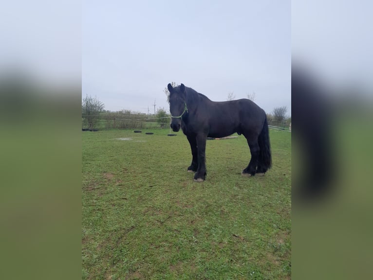 Percherón Caballo castrado 12 años 181 cm Negro in Kirf