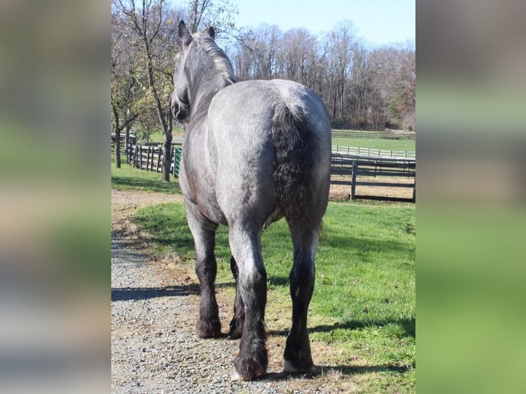 Percherón Mestizo Caballo castrado 12 años 193 cm Ruano azulado in Allentown, NJ