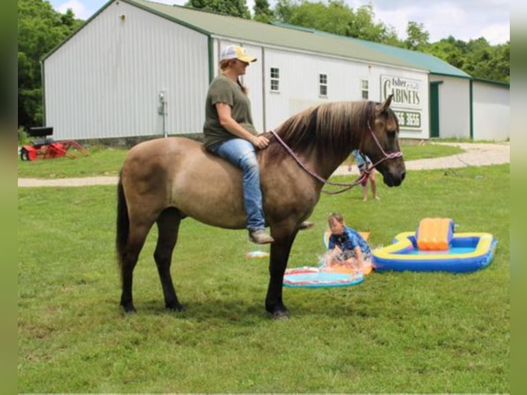 Percherón Caballo castrado 13 años 155 cm Grullo in Mount Vernon KY