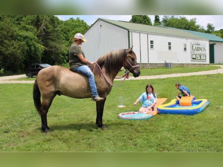 Percherón Caballo castrado 13 años 155 cm Grullo in Mount Vernon KY