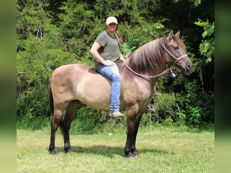 Percherón Caballo castrado 13 años 155 cm Grullo in Mount Vernon KY