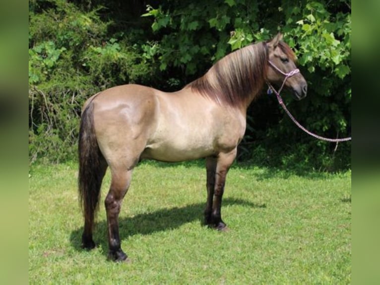 Percherón Caballo castrado 13 años 155 cm Grullo in Mount Vernon KY