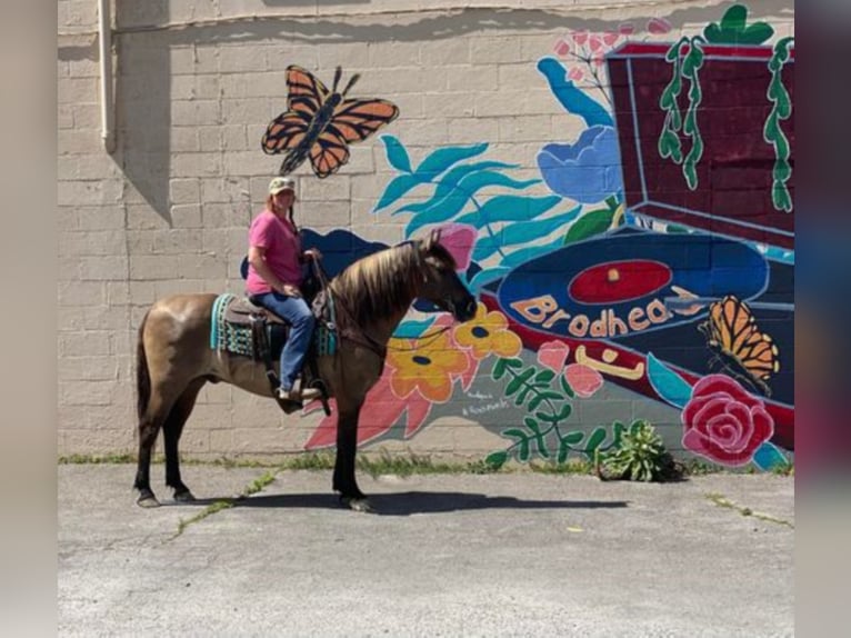 Percherón Caballo castrado 13 años 155 cm Grullo in Mount Vernon KY