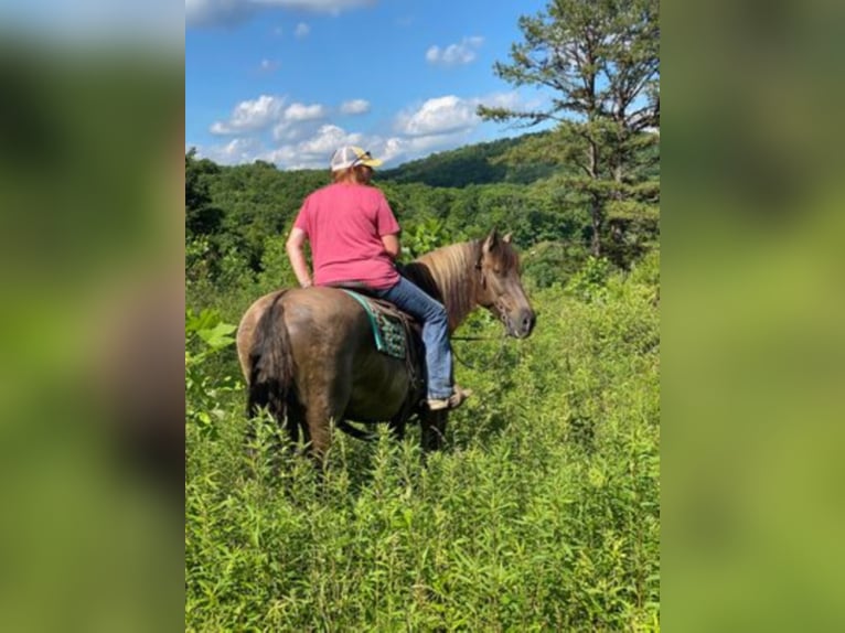 Percherón Caballo castrado 13 años 155 cm Grullo in Mount Vernon KY