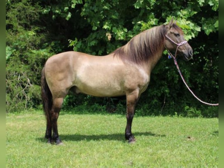 Percherón Caballo castrado 13 años 155 cm Grullo in Mount Vernon KY