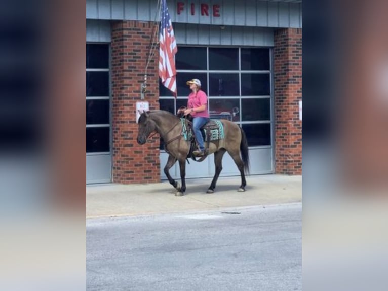 Percherón Caballo castrado 13 años 155 cm Grullo in Mount Vernon KY