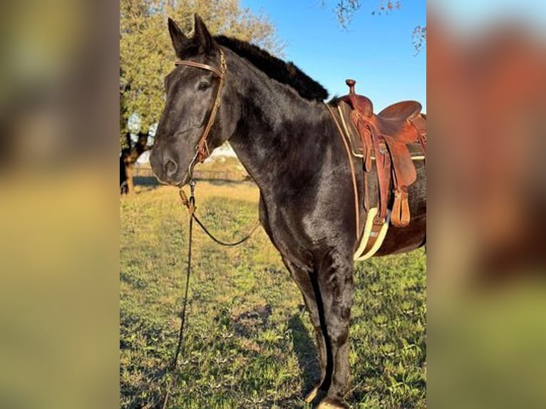 Percherón Caballo castrado 13 años 185 cm Negro in Weatherford, TX