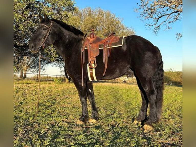 Percherón Caballo castrado 13 años 185 cm Negro in Weatherford, TX