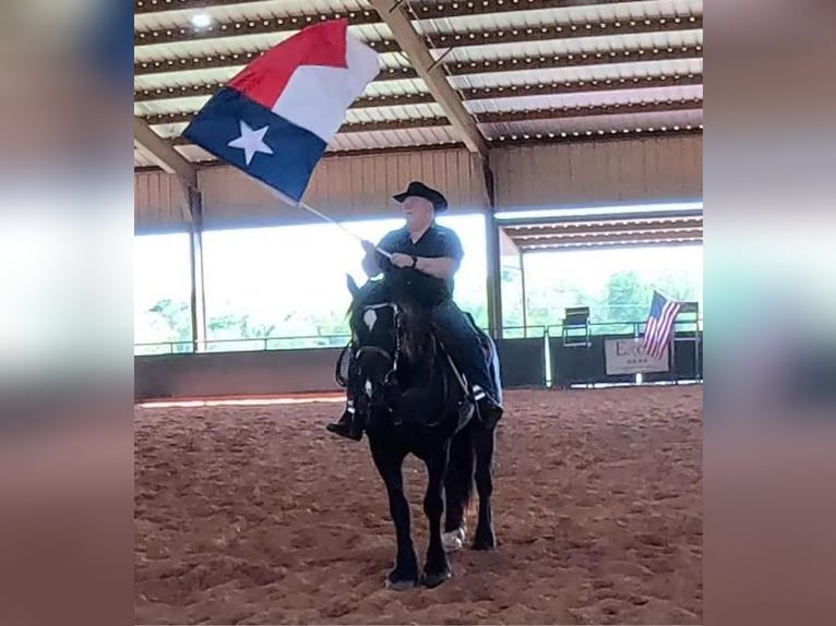 Percherón Caballo castrado 14 años 183 cm Negro in MOntgomery TX