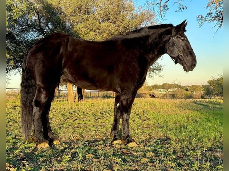 Percherón Caballo castrado 14 años 185 cm Negro in Weatherford, TX