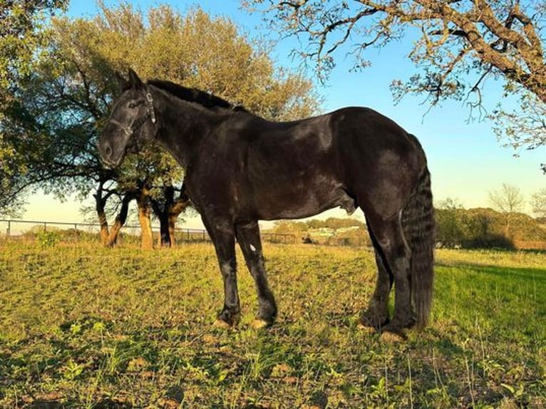 Percherón Caballo castrado 14 años 185 cm Negro in Weatherford, TX