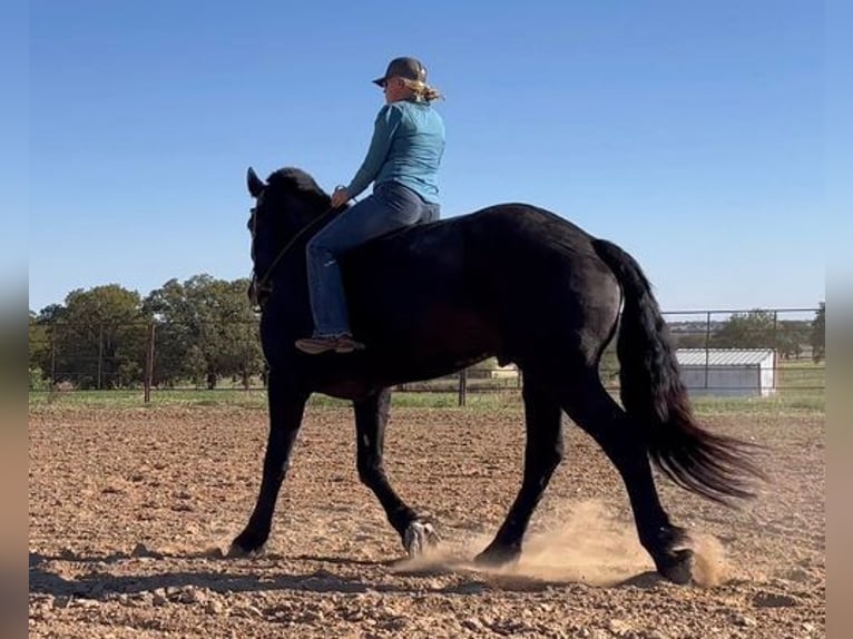 Percherón Caballo castrado 14 años 185 cm Negro in Weatherford, TX