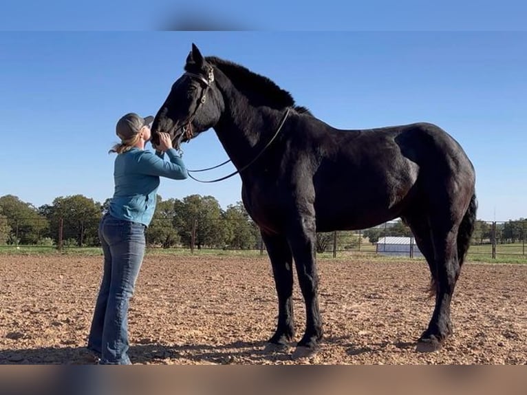 Percherón Caballo castrado 14 años 185 cm Negro in Weatherford, TX