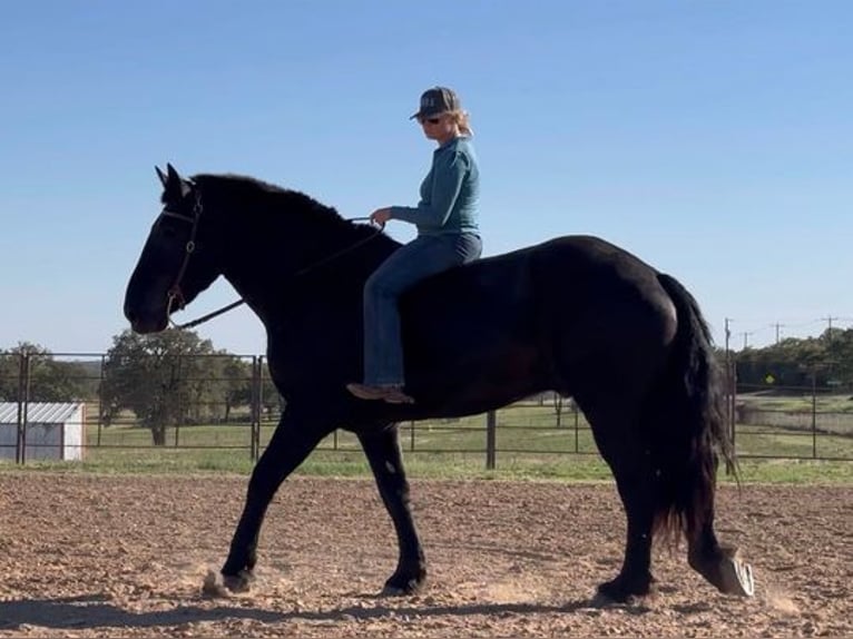 Percherón Caballo castrado 14 años 185 cm Negro in Weatherford, TX