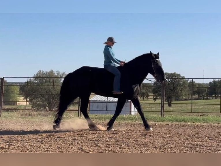 Percherón Caballo castrado 14 años 185 cm Negro in Weatherford, TX