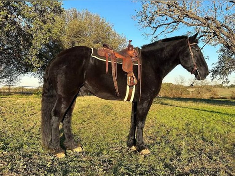 Percherón Caballo castrado 14 años 185 cm Negro in Weatherford, TX