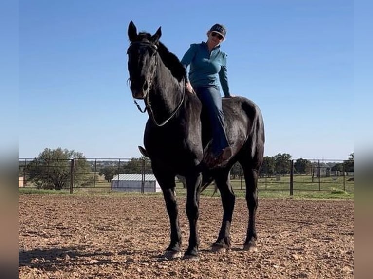 Percherón Caballo castrado 14 años 185 cm Negro in Weatherford, TX