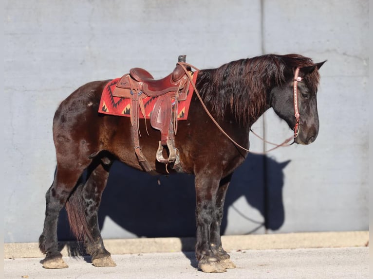 Percherón Caballo castrado 14 años 188 cm Negro in Brooksville KY