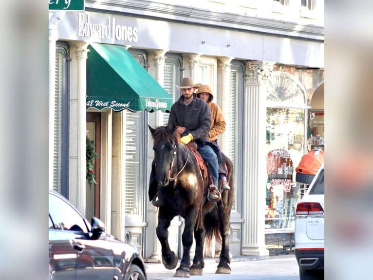 Percherón Caballo castrado 14 años 188 cm Negro in Brooksville KY