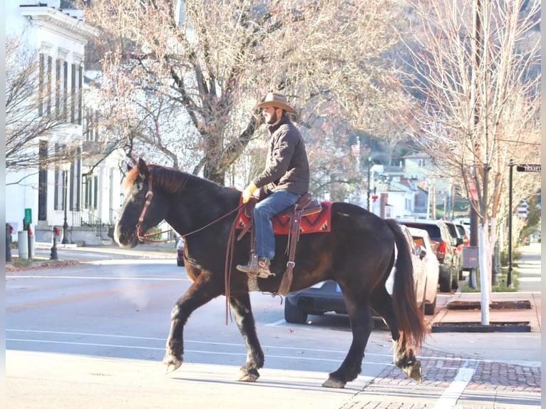 Percherón Caballo castrado 14 años 188 cm Negro in Brooksville KY