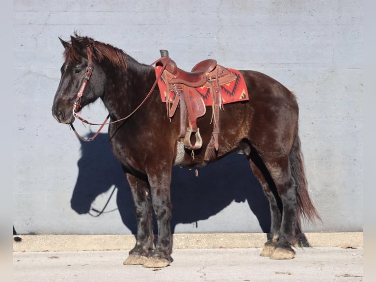 Percherón Caballo castrado 14 años 188 cm Negro in Brooksville KY