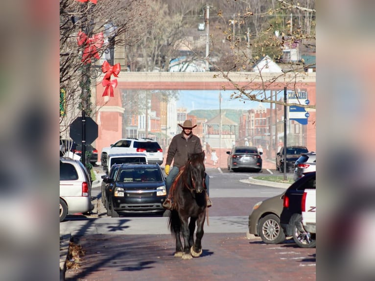 Percherón Caballo castrado 14 años 188 cm Negro in Brooksville KY