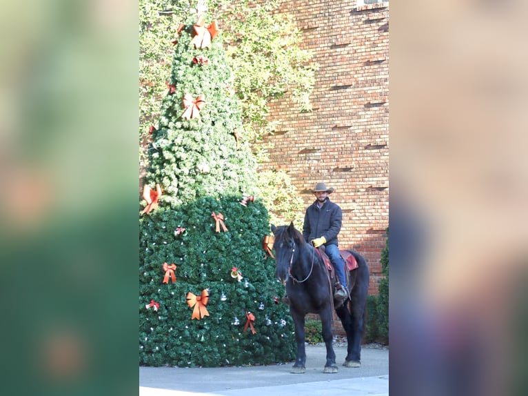 Percherón Caballo castrado 14 años 188 cm Negro in Brooksville KY